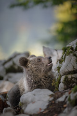 Slovenian bear cub