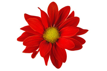red flower alone on a white background