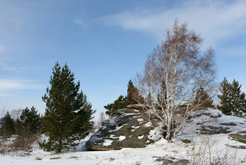 The late autumn landscape with the big yellowed birch and several pines on the rock. This photo was taken in the Altai region, Russia.