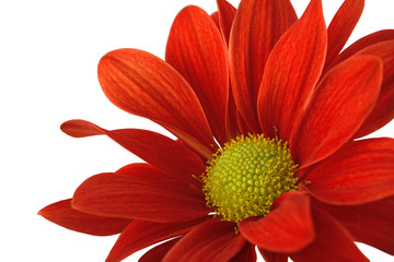 red flower alone on a white background