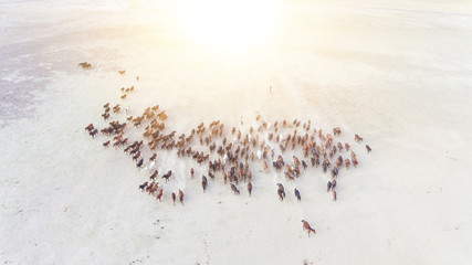 Top view aerial photo of a plain with beautiful horses in sunny summer day in Turkey. Horse herd...