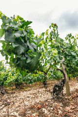 Fototapeta na wymiar Noble vine grows