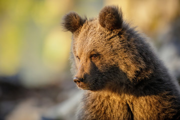 Brown bear cub bathed in golden light