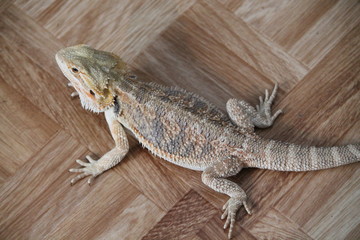 bearded dragon