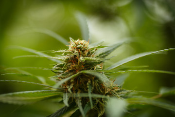 cannabis plant detail, Macro photography