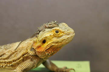 bearded dragon
