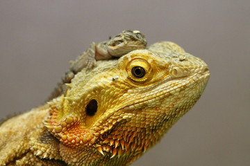 bearded dragon