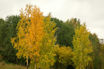 Fototapeta premium forest in autumn