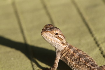 bearded dragon