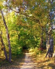 Path in sunny autumn forest landscape