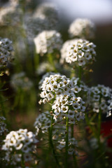 White lobularia./Lobularia.Very small white flowers are collected in inflorescences on not high green runaways.