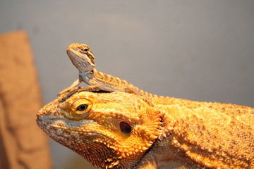 bearded dragon