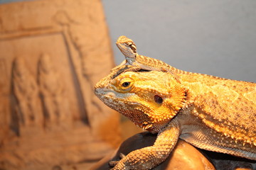 bearded dragon