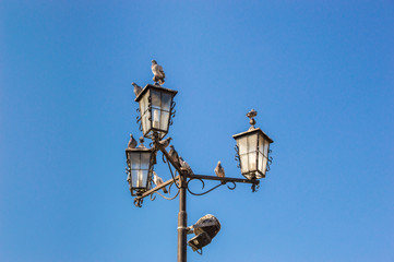 Fototapeta na wymiar Pigeons sitting on the street lamp with blue background.