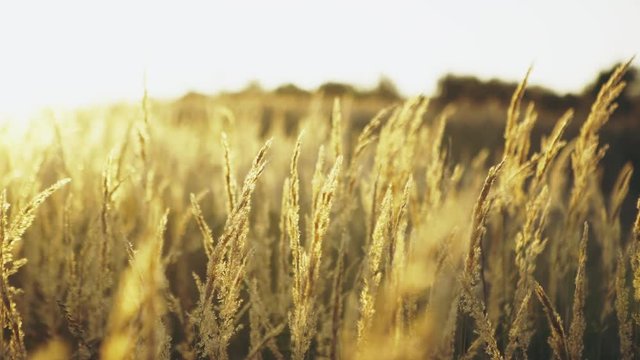 Golden wheat field and sunny day