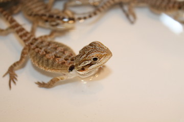 bearded dragon