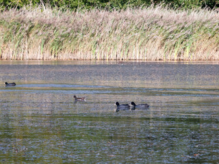 beautiful coots and moorhens swimming on lake surface