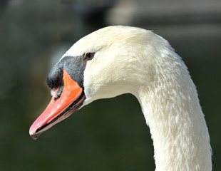 Fototapeta premium close-up of a goose