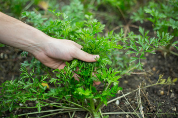 Young man hands harvesting the fresh green parsley of his huge garden during fall / autumn season