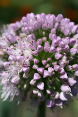 onion flower 