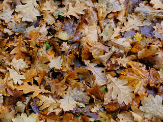 Oak leaves after rain. Pile of the oak leaves lying on the ground covered by raindrops.