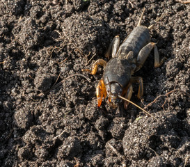 Gryllotalpa gryllotalpa, European mole cricket - agricultural pest on the background soils.