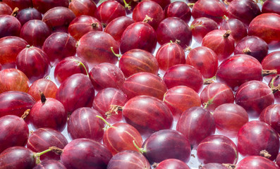 Pattern of red berries of gooseberries on a white background. Selective focus.