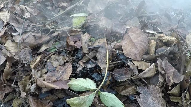 Fallen dry leaves, smoke from the leaves
