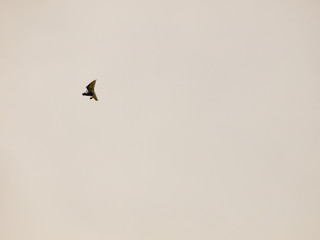 small plane up high the in grey overcast sky dot