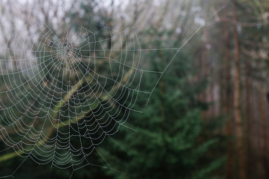 Spider web in a forest