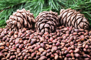 Siberian Cedar pine nuts with cones and green coniferous branches