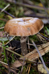 Automn oerbos beekbergen