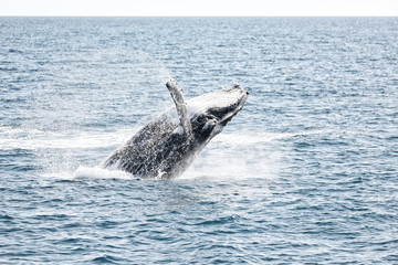 in australia a free whale in the ocean