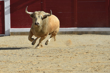 bull