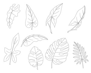 the leaves of tropical trees and lianas