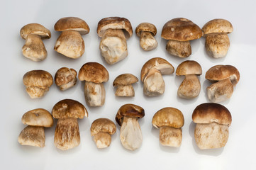 Group of Boletus Edulis mushroom isolated on white background