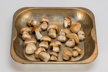 Boletus tray isolated on white background