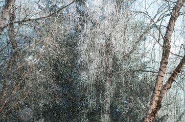 falling snow in the forest, winter background