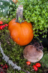 Jesienna kompozycja © Olo