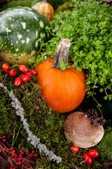 Jesienna kompozycja © Olo