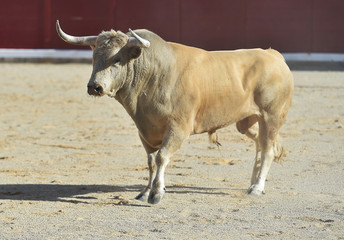 Fototapeta premium bull
