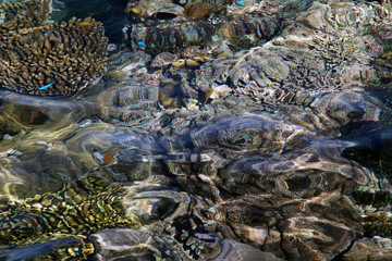 Coral underwater, Solomon Islands