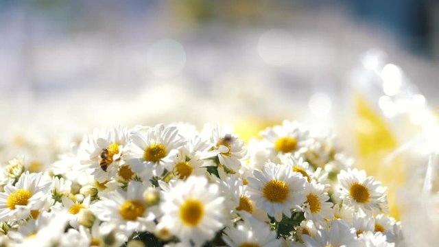  Bees flying over daisy flowers, A Bee Collects Nectar In The Daisy Flowers And Fly Away