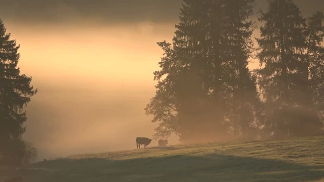 Nebelstimmung bei Sonnenaufgang im Alpenvorland, Allgäu, Nebel, Herbststimmung, Almwiesen mit Wald, 4K
