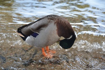 Männliche Ente im Wasser putzt sich - Erpel