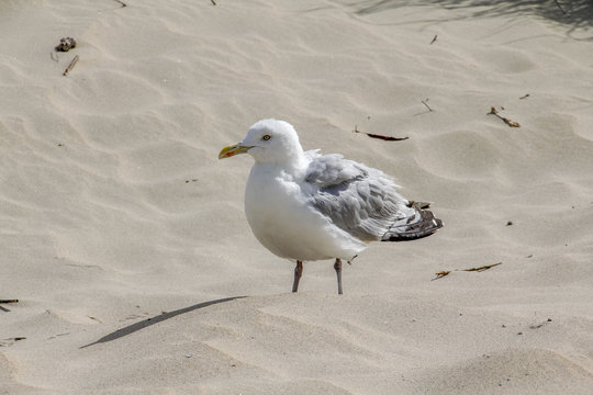 M&ouml;ve am Strand
