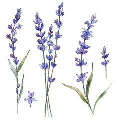 Wildflower lavander flower in a watercolor style isolated. Full name of the plant: lavander. Aquarelle wild flower for background, texture, wrapper pattern, frame or border. - 176005514