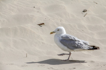 Möve am Strand