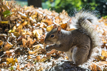 Scoiattolo rosso che mangia una nocciolina
