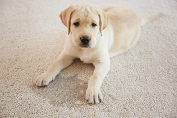 Cute puppy lying on carpet near wet spot